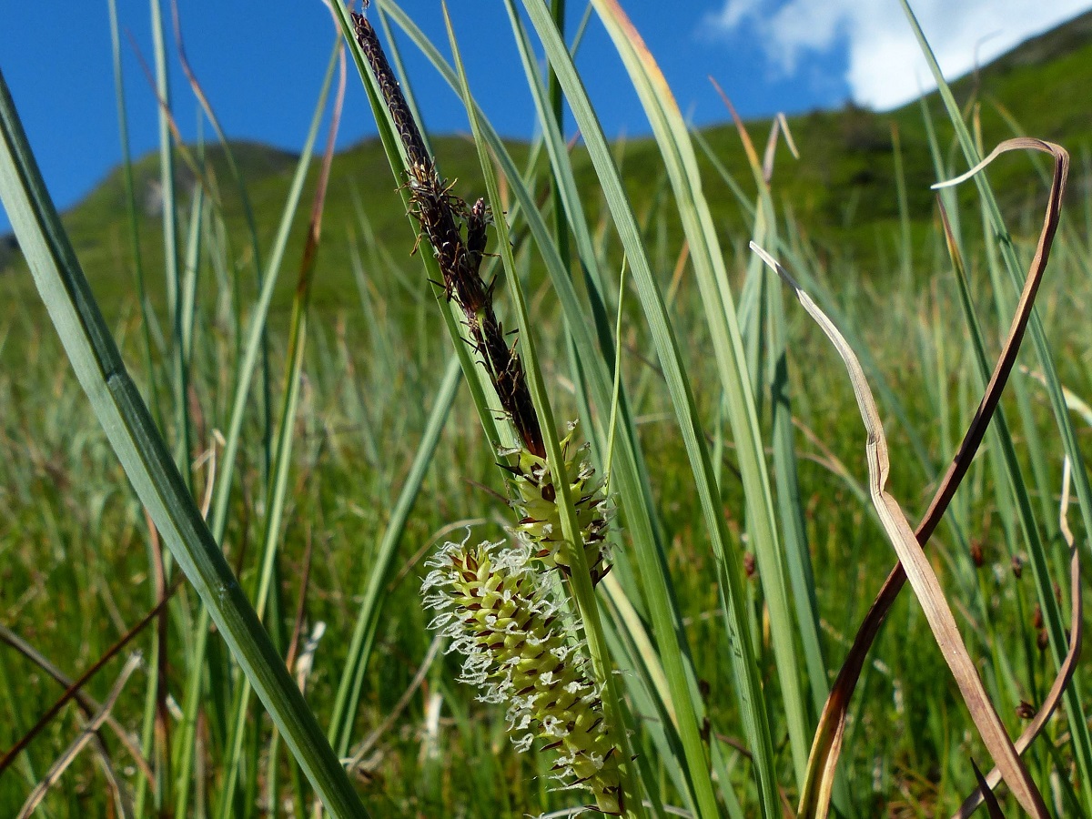 Carex rostrata (Cyperaceae)